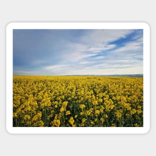 Rapeseed field Sticker